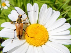 Trigonarthris