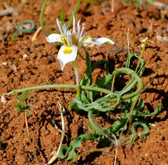 Moraea ciliata