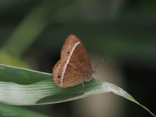 Mycalesis sudra