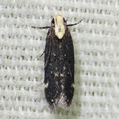 Chionodes phalacra