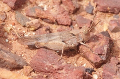 Trimerotropis occidentalis