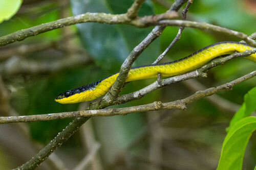 Common Tree Snake sighting
