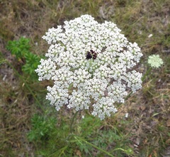 Daucus carota