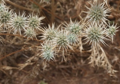 Eryngium castrense