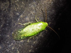 Panchlora nivea