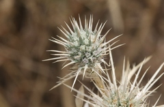 Eryngium castrense