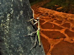 Vates pectinata