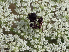 Daucus carota