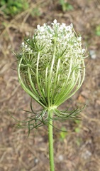 Daucus carota