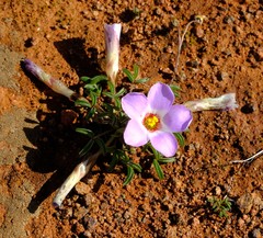 Oxalis callosa