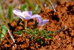 Oxalis callosa