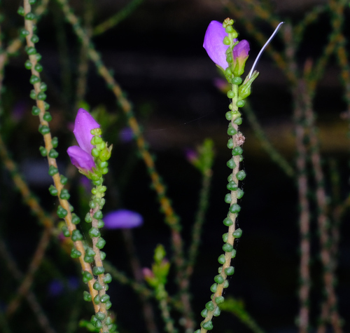 Image of Eremophila gibbifolia by (c) Peter Crowcroft, some rights reserved (CC BY)