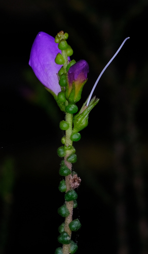 Image of Eremophila gibbifolia by (c) Peter Crowcroft, some rights reserved (CC BY)