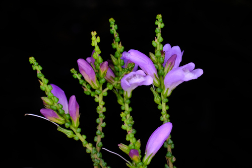 coccid eremophila (Eremophila gibbifolia)