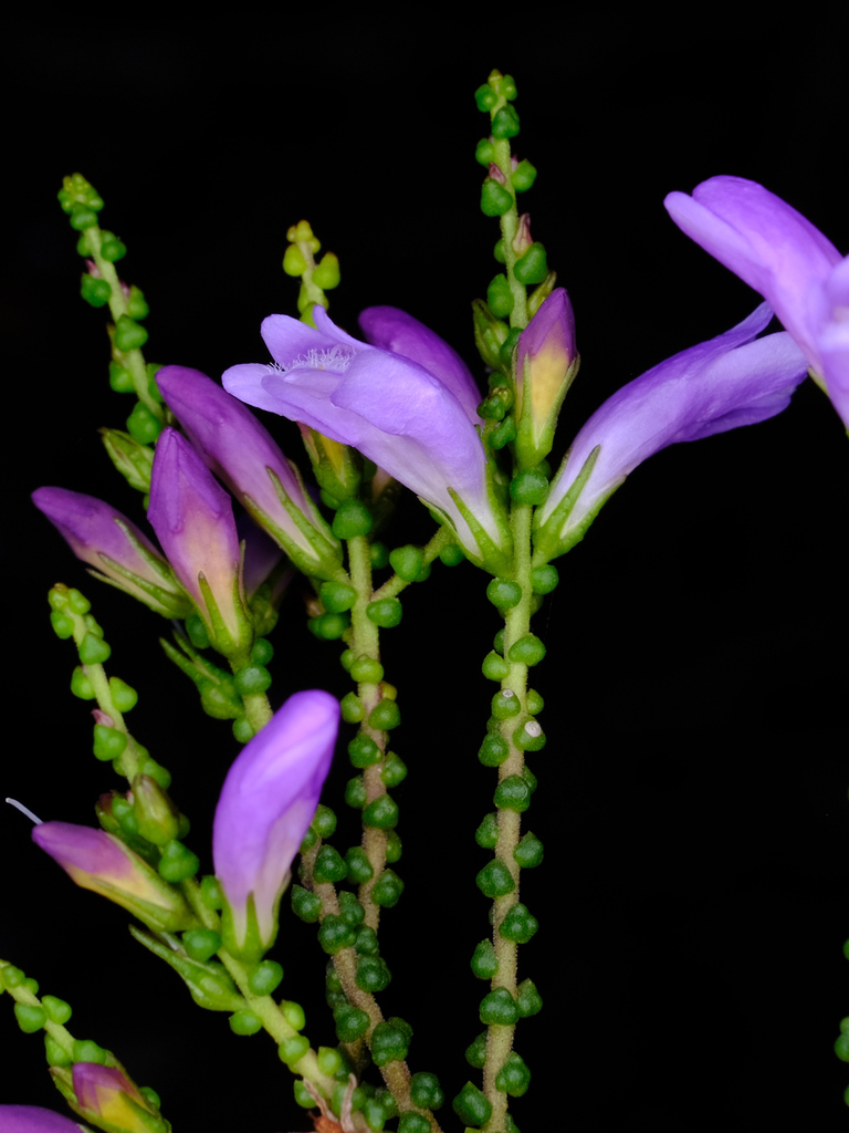 coccid eremophila
