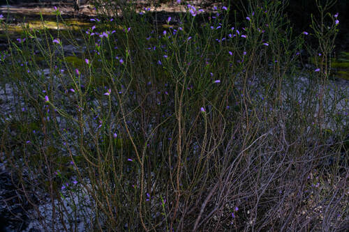 Image of Coccid Eremophila (Eremophila gibbifolia) by (c) Peter Crowcroft, some rights reserved (CC BY)