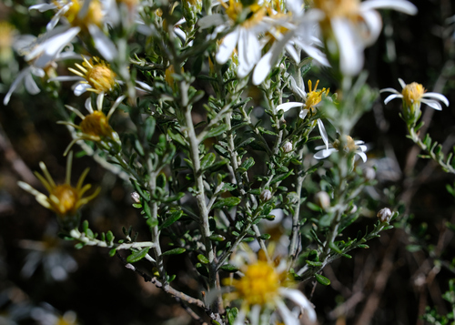Image of Olearia pimeleoides by (c) Peter Crowcroft, some rights reserved (CC BY)