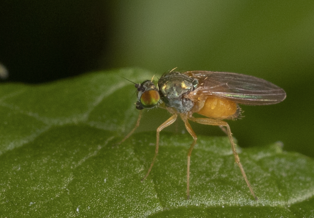 Chrysotimus pusio