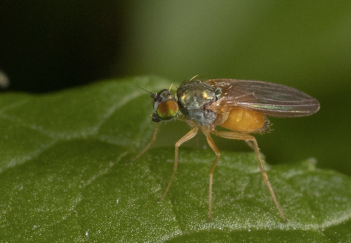 Chrysotimus pusio
