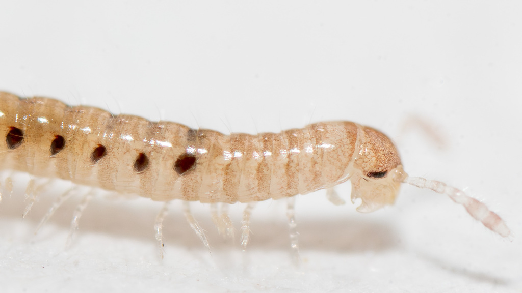 Thin Snake Millipedes