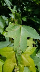 Phyllocnistis liquidambarisella