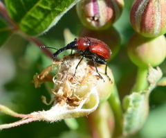 Merhynchites wickhami