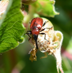 Merhynchites wickhami