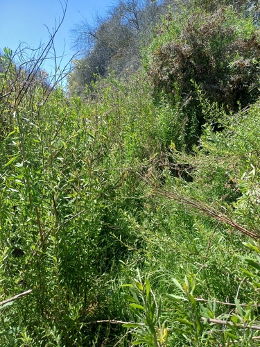 Black Rail (Laterallus jamaicensis), photo 7