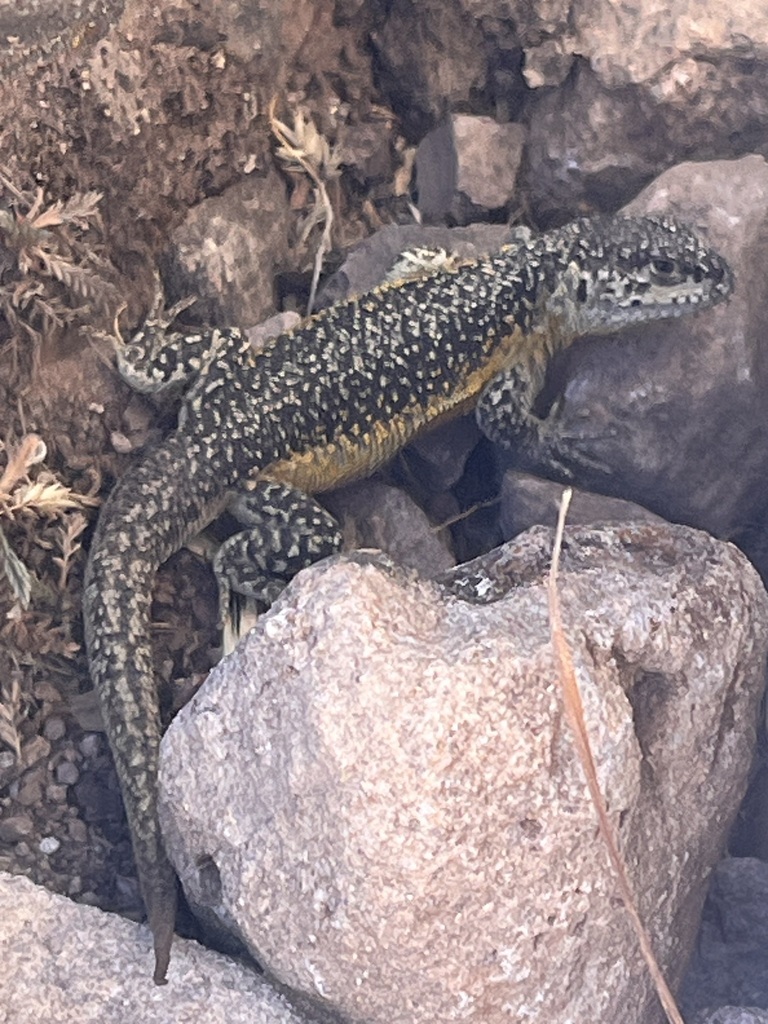 Awsanqati Smooth-throated Lizard