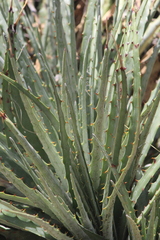 Hechtia podantha