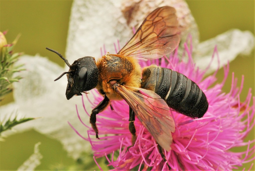 Sculptured Resin Bee