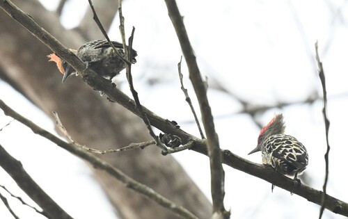 Grey-and-buff Woodpecker (Hemicircus concretus), photo 6