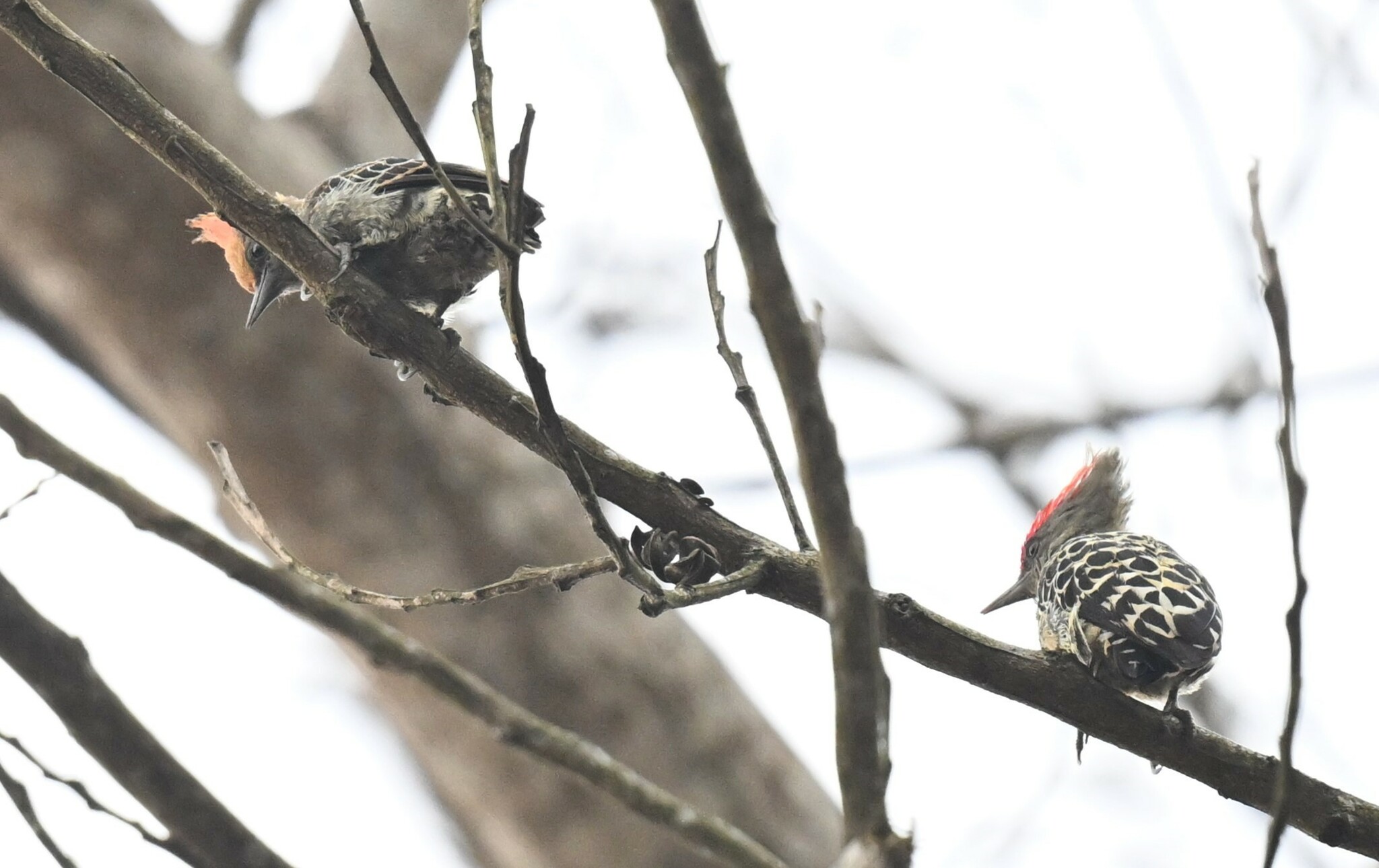 Grey-and-buff Woodpecker (Hemicircus concretus), photo 10