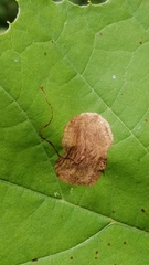 Ectoedemia platanella