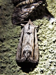 Catabenoides