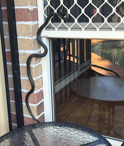 Common Tree Snake sighting