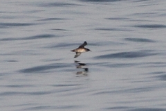 Puffinus mauretanicus