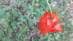 Lilium chalcedonicum