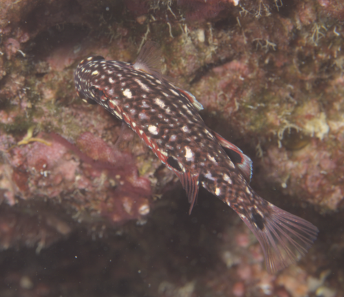 Diana's hogfish (Bodianus diana) — Labridae — 5
