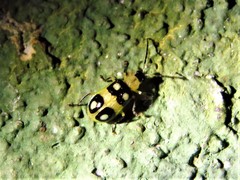 Diabrotica biannularis