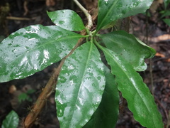 Leuenbergeria bleo