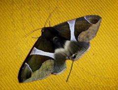 Bastilla crameri