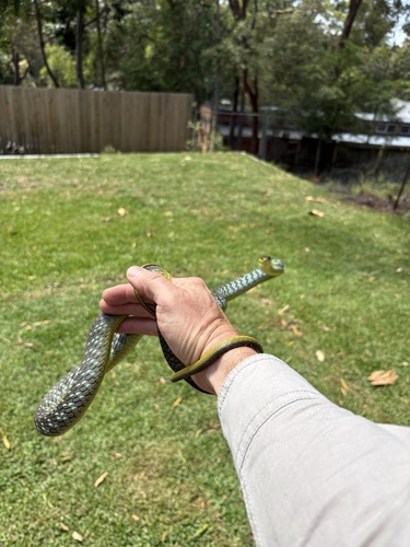 Common Tree Snake sighting