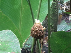 Goeppertia inocephala