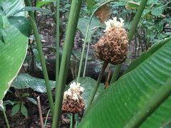 Goeppertia inocephala