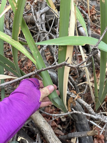 Image of Iris munzii by (c) T. J. Samojedny, some rights reserved (CC BY)