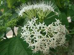 Clerodendrum colebrookianum