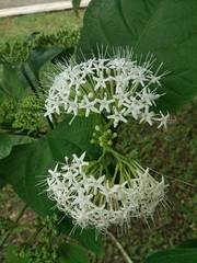 Clerodendrum colebrookianum