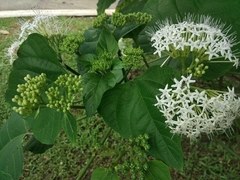 Clerodendrum colebrookianum