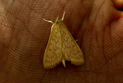 Ecpyrrhorrhoe damastesalis